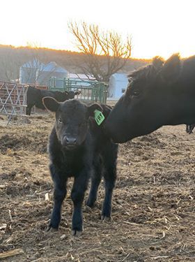 New calf